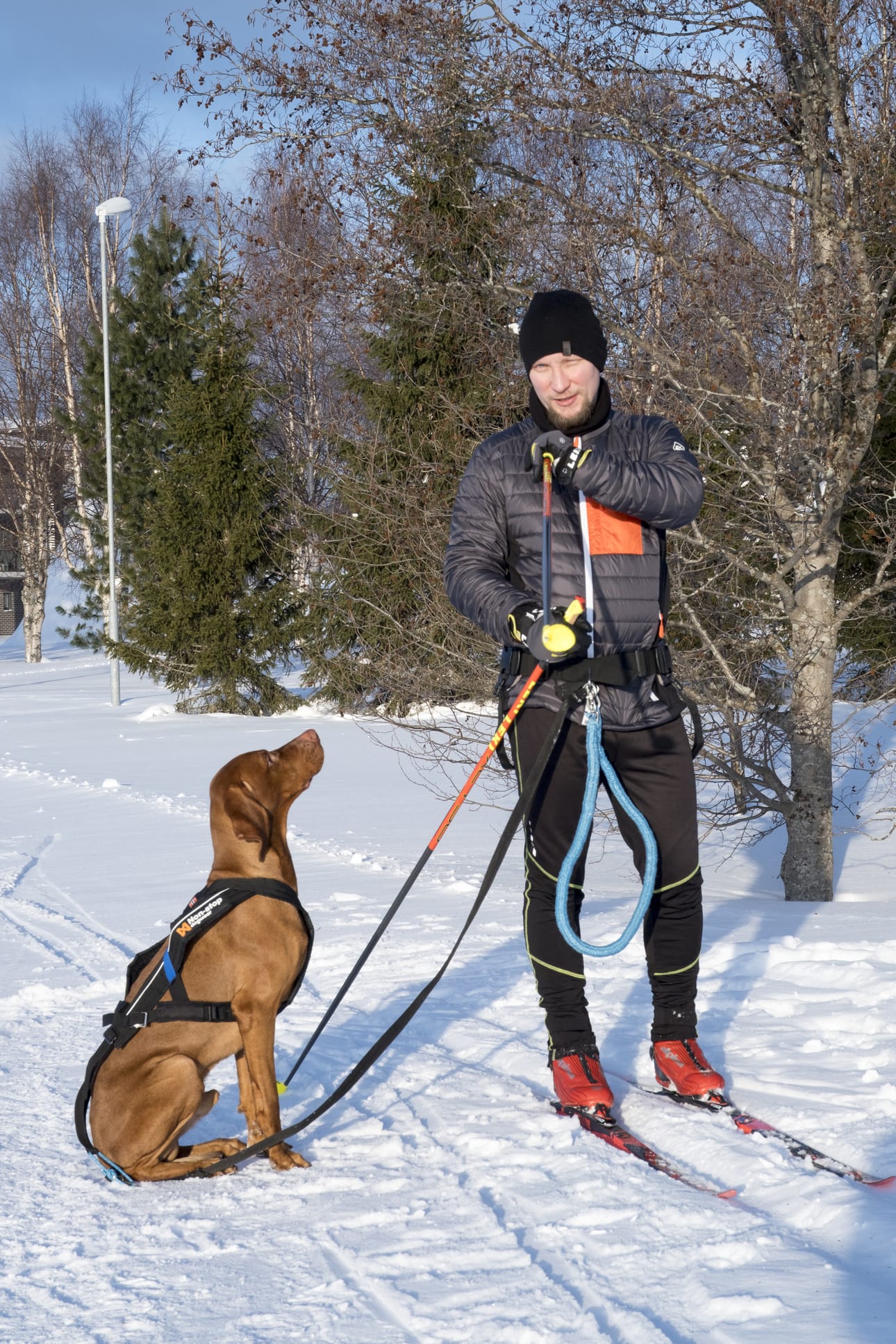 Ville Pitkänen käy mielellään hiihtämässä Taavi-koiransa kanssa Torangin koiraladulla, kunhan ei ole liian kova pakkanen tai viima. – Taavin kanssa on helppo hiihtää. Olen silti tarkkana, jos tulee toisia koiria vastaan tai ohitse, ja usein pysäytän Taavin ladun viereen, hän kertoo.