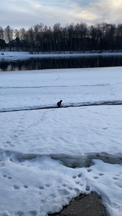 Olimme ulkoilemassa, kun näimme ilmeisesti näädän poikkelehtivan jäällä. Hämmästyimme suuresti ja nappasimme nopeasti otoksen. Näätä sukelsi jään alla kymmeniä metrejä, vaikutti siltä että se tuli ihmettelemään meitä. Lopulta se sukelsi takaisin jään alle ja jatkoi matkaansa. Olipa jännittävä kokemus.  Julia Våg ja Nele Pietarila