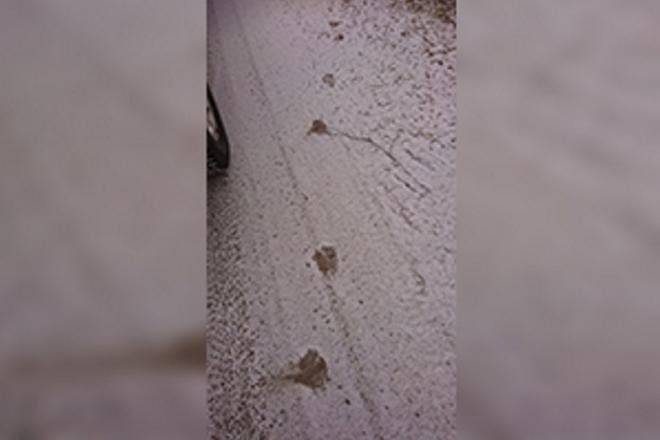 Jalasjärven keskustasta löytyi sunnuntaina aamupäivällä tällaisia, noin 11 senttiä leveitä ja 16 senttiä pitkiä sudenjälkiä. Petoyhdyshenkilö Asko Alatalo kertoo, että Jalasjärven keskustassa liikkui susi myös neljä tai viisi vuotta sitten, mutta se kävi taajamassa aamuyöllä. Kuva: Asko Alatalo