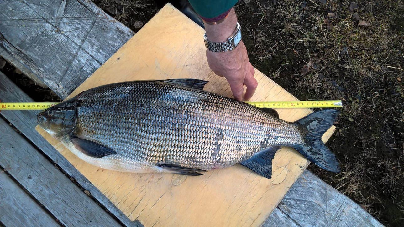 Kalakisan siikasarjan voittaja painoi lähes 4 kiloa.
