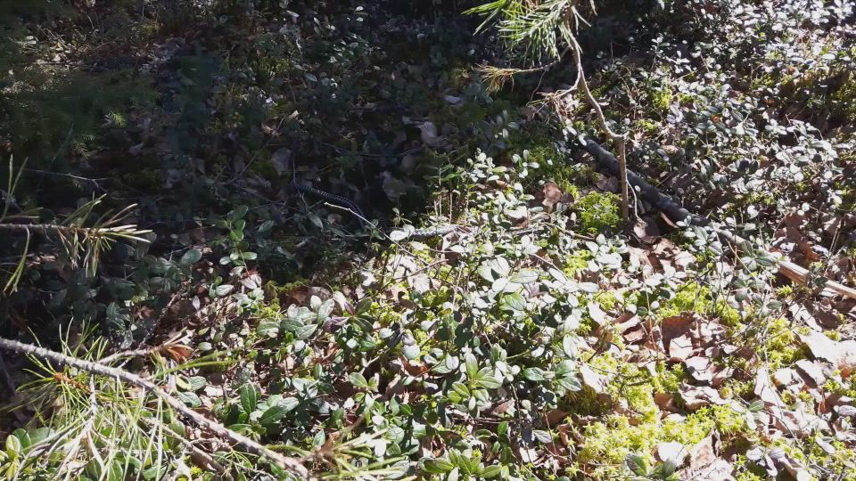 Kyykäärme liikkeellä Oulussa Talvikankaalla