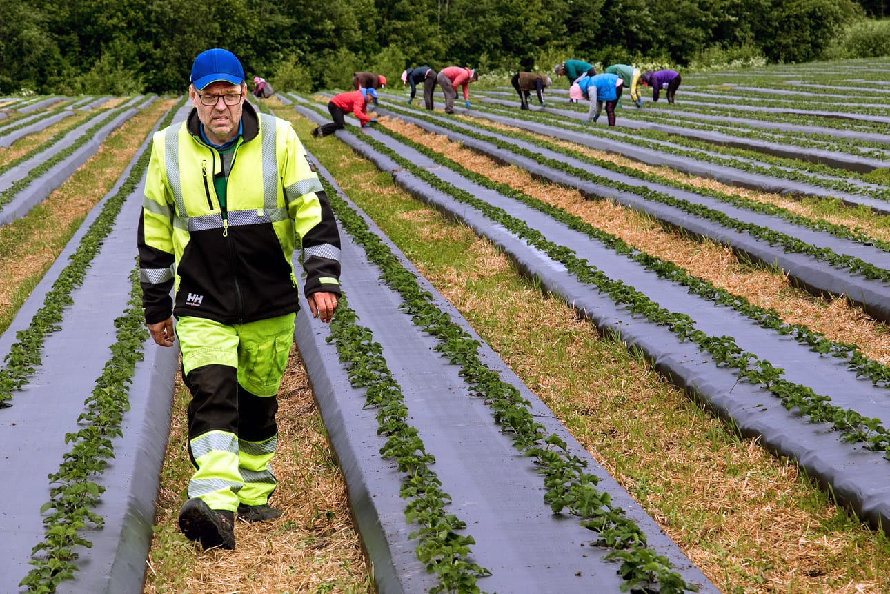 Anders Lång kertoo, että heidän mansikka- ja vadelmatilalle tulee tälle kaudelle 150-180 ukrainalaista työntekijää. Arkistokuva