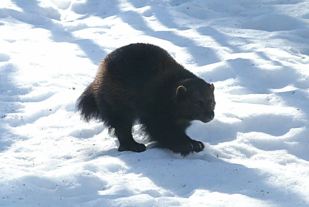 Kuvan ahma on syytön eikä liity tapaukseen.