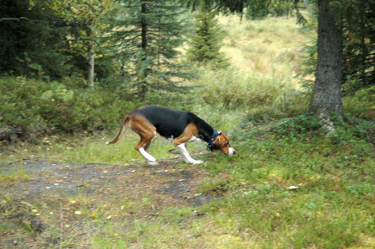 Puolitoistavuotias Penu haistelee tarkasti maastoa. Sateisessa säässä hajut ovat kuitenkin vähissä.