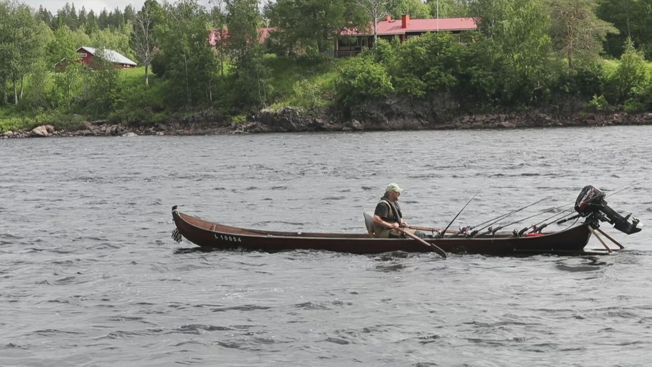 Tornijoen lohi