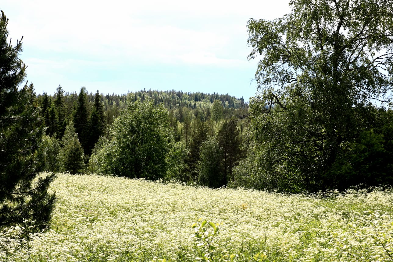 Juhannusyönä kerätään luonnonkukkia tyynyn alle siinä toivossa, että näkisi unta tulevasta puolisosta.