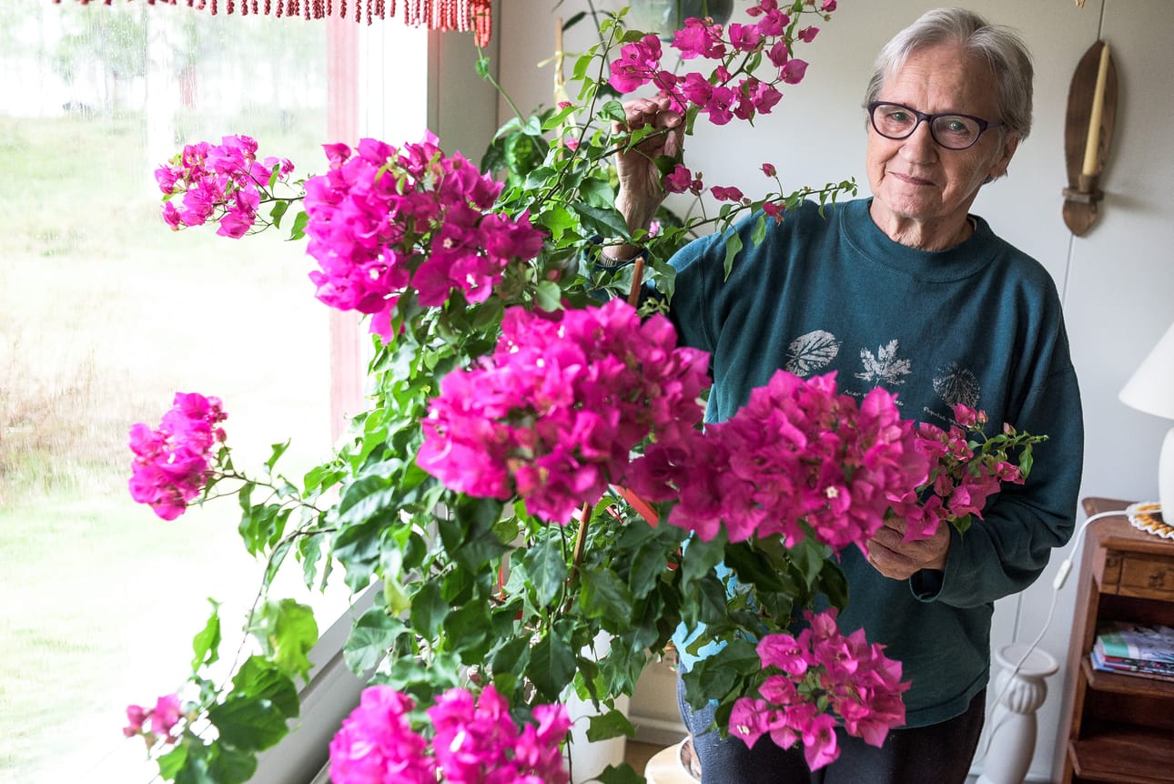 Eeva Määtän ihmeköynnös kukkii ja kukkii ja kukkii. Etelän ihme on silminnähden nauttinut Kuusamon aurinkoisesta keväästä.