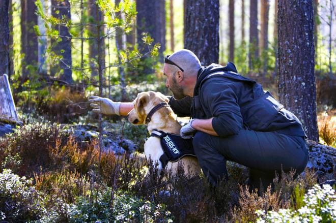 Pohjanmaan poliisin vanhempi konstaapeli Jari Niemi ja rahakoira Sampo opettelevat uusia taitoja koko ajan. Toukokuussa vuorossa oli kadonneen etsintä. ARKISTOKUVA: VIRPI KUPIAINEN-ÄMMÄLÄ