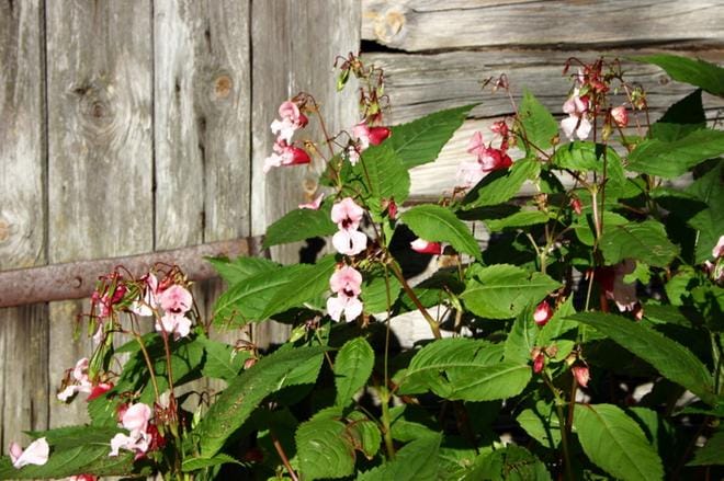 Jättipalsami on levinnyt pihoilta ja kasvaa usein asutuksen lähelle. ARKISTOKUVA: LEENA LAHDENVESI–KORHONEN