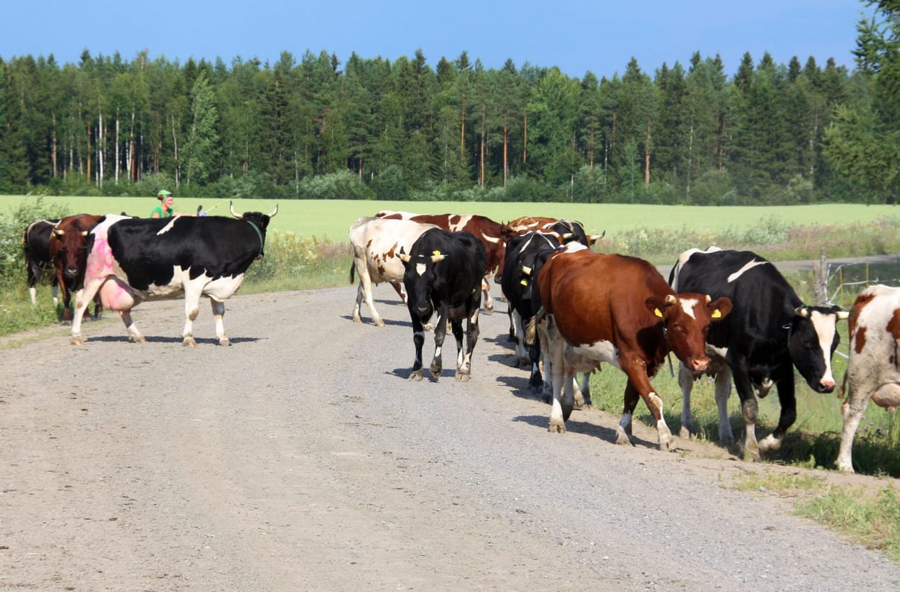 Siikajokivarressa on merkittävä määrä karjatiloja. Arkistokuva: Sari junnonaho