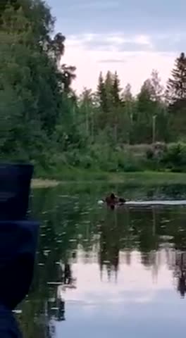 Uiva karhu yllätti kalastajat Kiiminkijoella