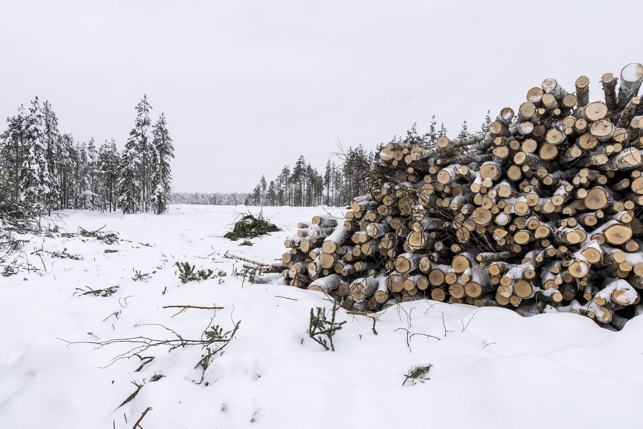 Mäntyvaaran latuparkkipaikan vierestä on kaadettu isolta alueelta metsää. Kuva on otettu helmikuun lopussa.