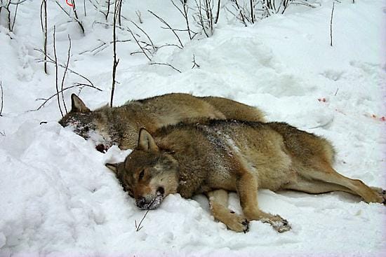 Nämä sudet ammuuttiin Hyrynsalmella vuonna 2001.