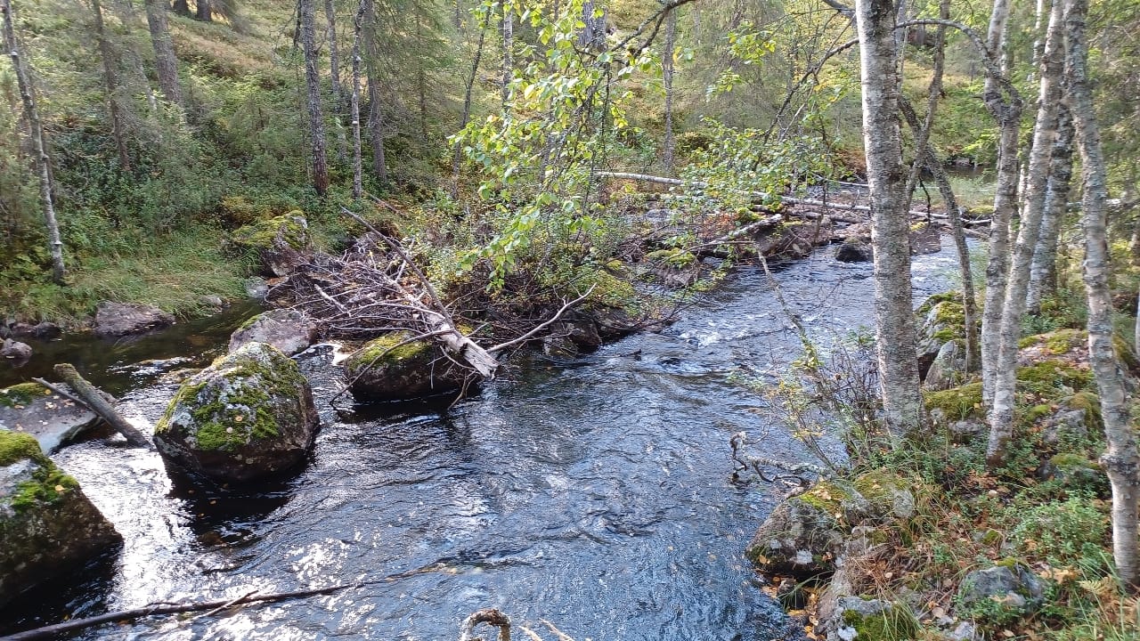 Ennallistettavaa Isoa-Pölkkyjokea Posiolla kesällä 2025.