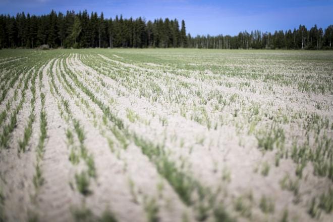 MTK-liittojen hyvinvointihankkeissa työskentelevien mukaan toimiva lomitus on jaksamisen perusta, vaikeuksia löytyy kaikissa maatalouden tuotantosuunnissa. KUVA: MAIJA SAANIO