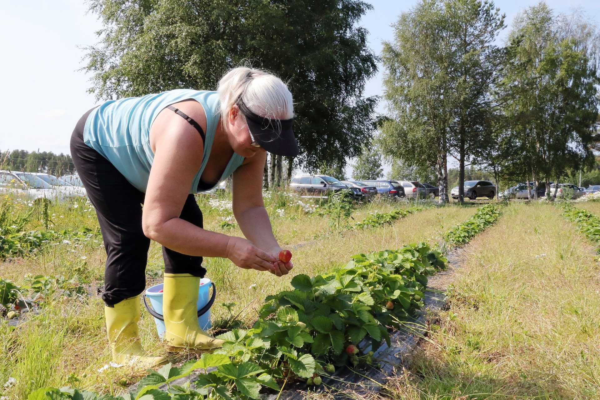 Aira Fingerroosille jokakesäisellä mansikanpoimintaperinteellä on pitkät juuret. Koko perhe on perinteisesti osallistunut urakkaan.