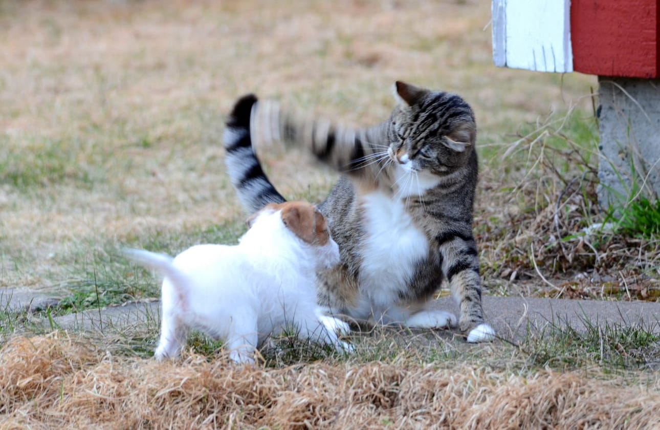 Oliver-kissa läimii tassulla pentua, mutta viisipiikkisen se on pistänyt piiloon.