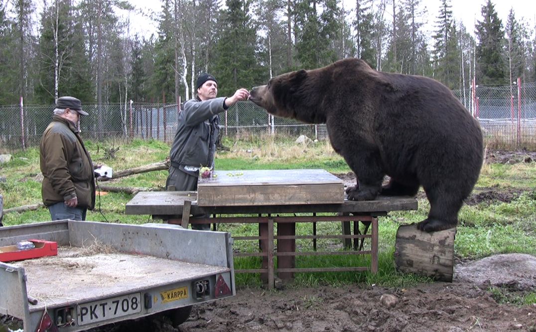 Kuusamon Suurpetokeskuksen yrittäjä Sulo Karjalainen ja karhunhoitaja Pasi Jäntti tietävät, miten Juuso-karhu saadaan puntarille.