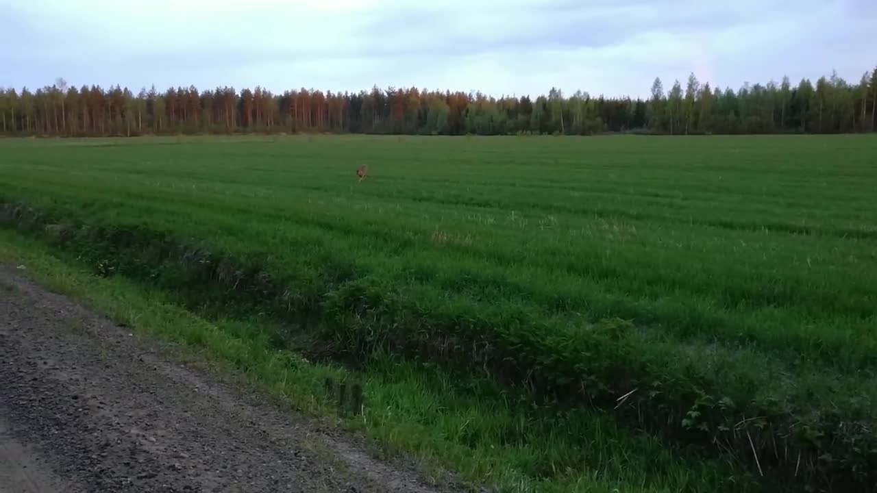 Utelias kauris tekee tuttavuutta