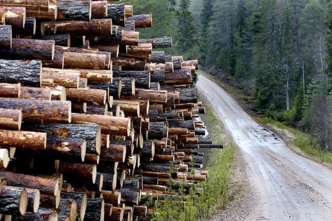 Metsänomistajien vaativat korvauksia menetetyistä puunmyyntituloista. Kuva: Veli-Jukka Mustajärvi / arkisto