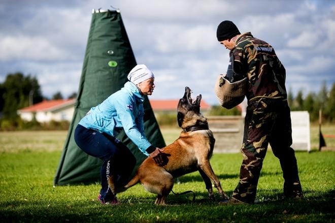 Harjoituksissa Minna Pättikangas kannustaa sanallisesti ja kosketuksella Sampo-koiraansa haastamaan maalimiestä eli rosvoa. Maalimies Mika Mahlamäki on auttanut Sampon kouluttamisessa pennusta saakka. Koiran rohkeutta mittaa maalimiehen uhkaavasti heiluttama patukka, jolla ei kuitenkaan satuteta koiraa. Koira nauttii saadessaan "taistella" maalimiehen kanssa. Torjuntansa se kohdistaa ainoastaan suojahihaan. KUVAT: JAAKKO ELENIUS