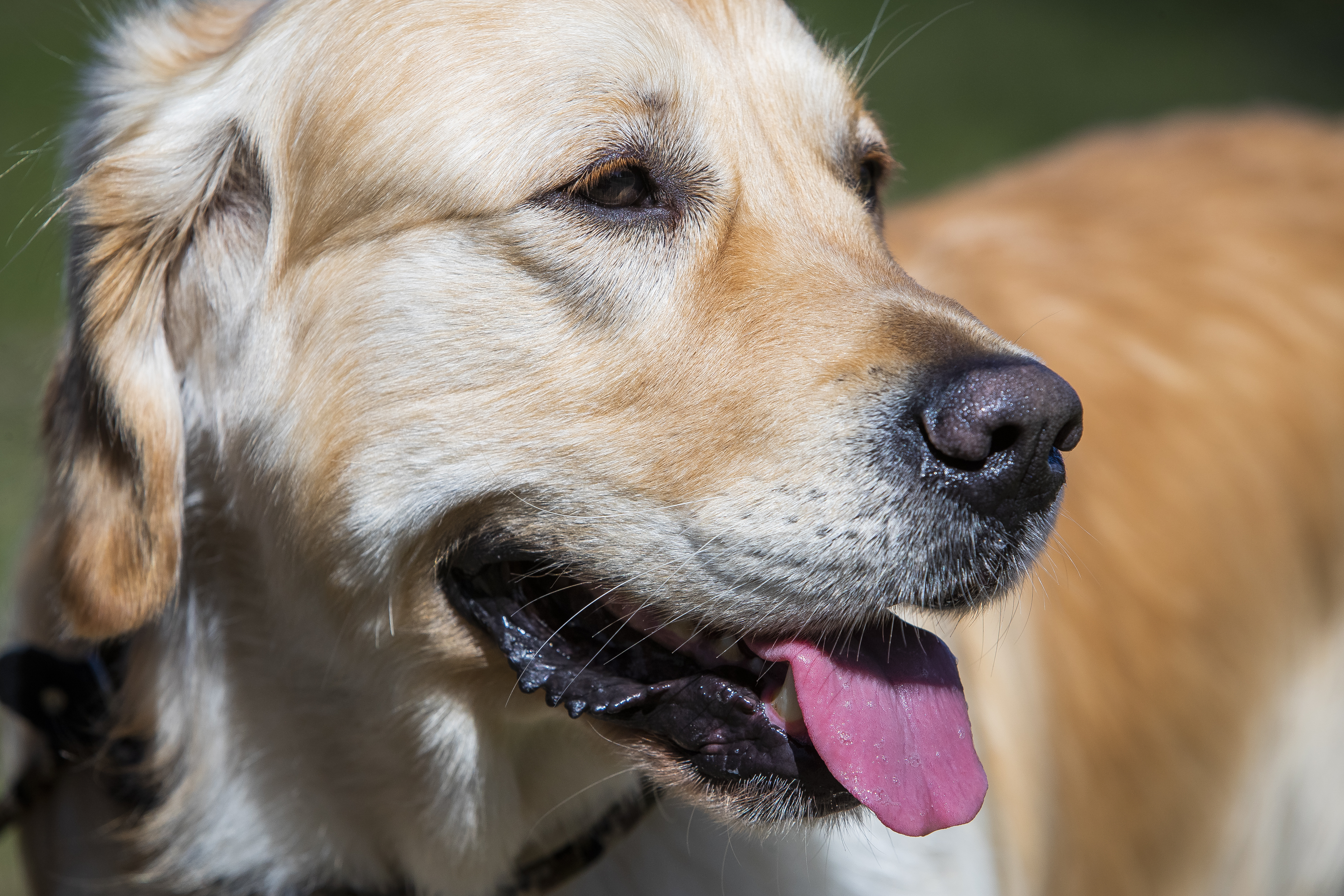 Koirien kiinnipitoaika päättyy lauantaina