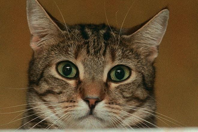 Tämänhetkisen tiedon mukaan tartuntaa ei oireiden perusteella ole syytä epäillä muilla lemmikkieläimillä kuin kissoilla. ARKISTOKUVA