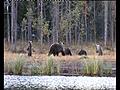 Harvinainen karhukopla Kuhmossa