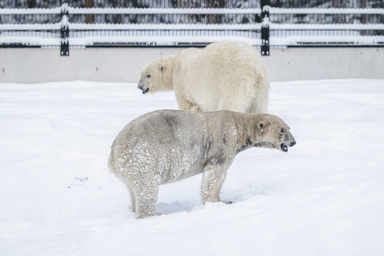 Inuvik (takana) ja Kara ovat Ranuan uudet jääkarhut. Jo parikymmentä vuotta Ranualla elänyt Venus elää toistaiseksi omalla puolellaan.
