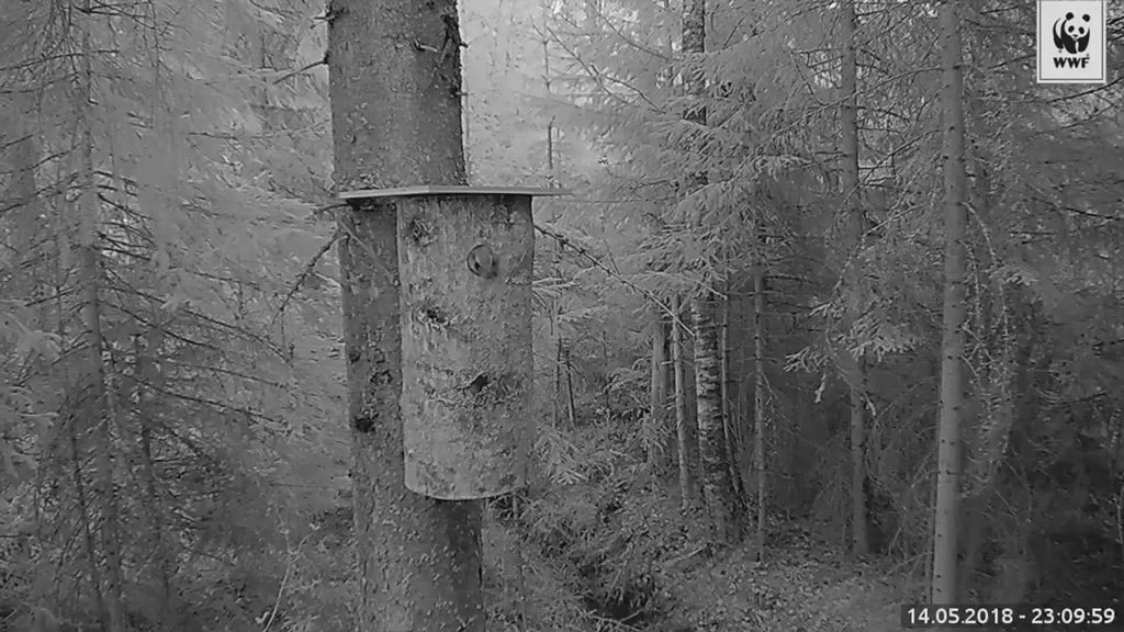 Liito-orava lähtee pesästä.