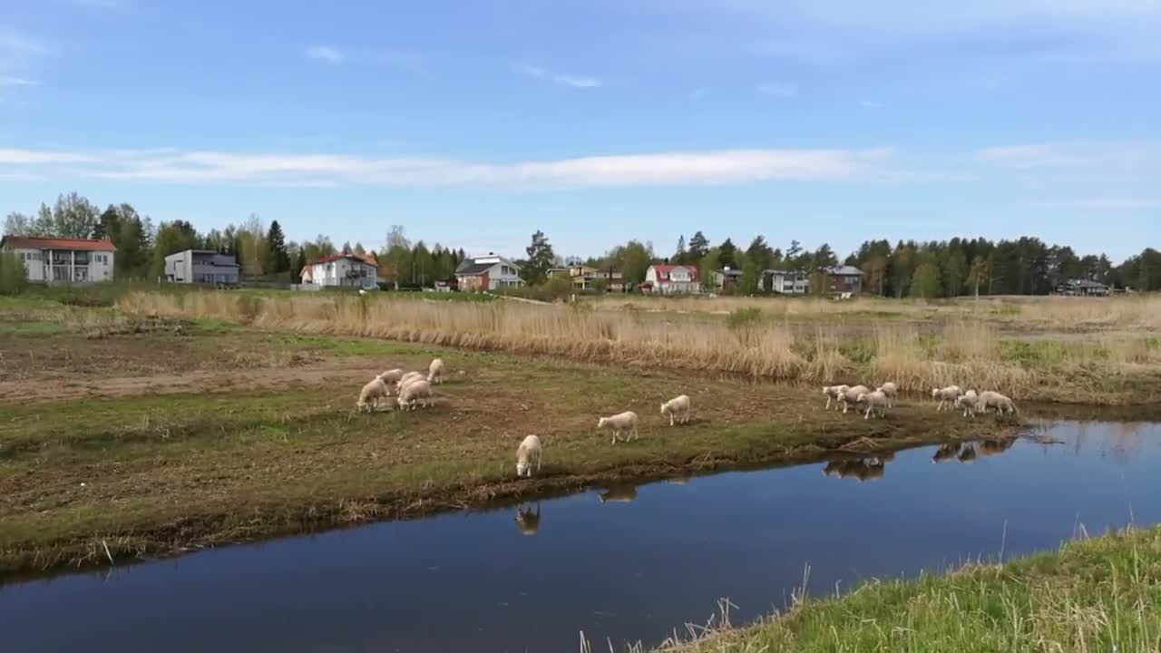 Lampaat kesälaitumella Vihiluodossa