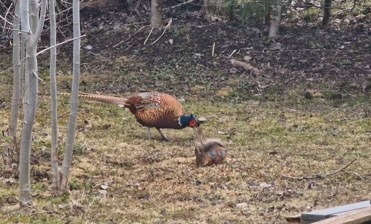 Fasaani ja orava ystävystyi