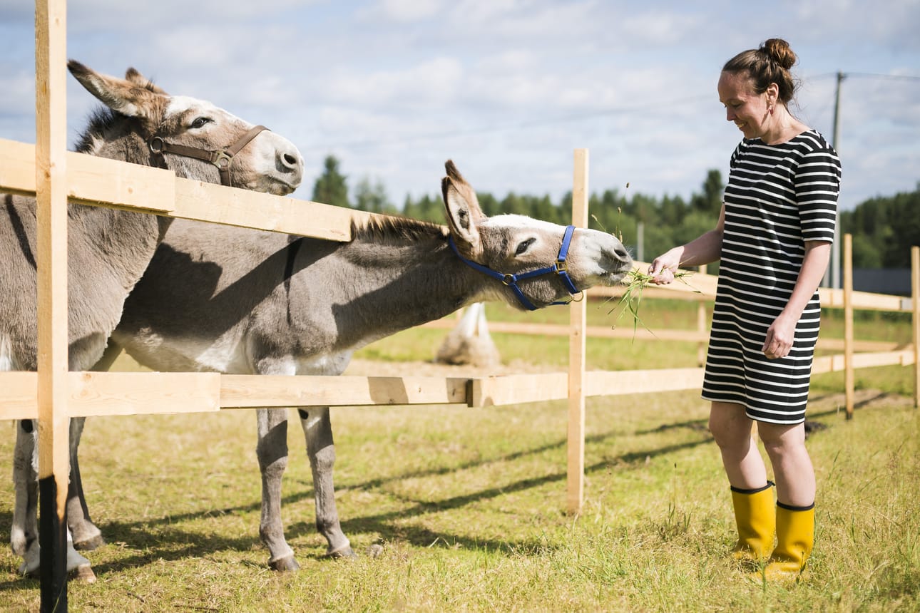 Säkkilänvaaran eläintilalla eletään vanhanaikaisesti. Käytössä ei ole traktoria ja heinä niitetään viikatteella. Aasit Lady Lea ja Hedda ovat piste Ulla Kurvisen unelmien I:n päällä.