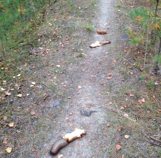 Kuolleet oravat makasivat polulla.