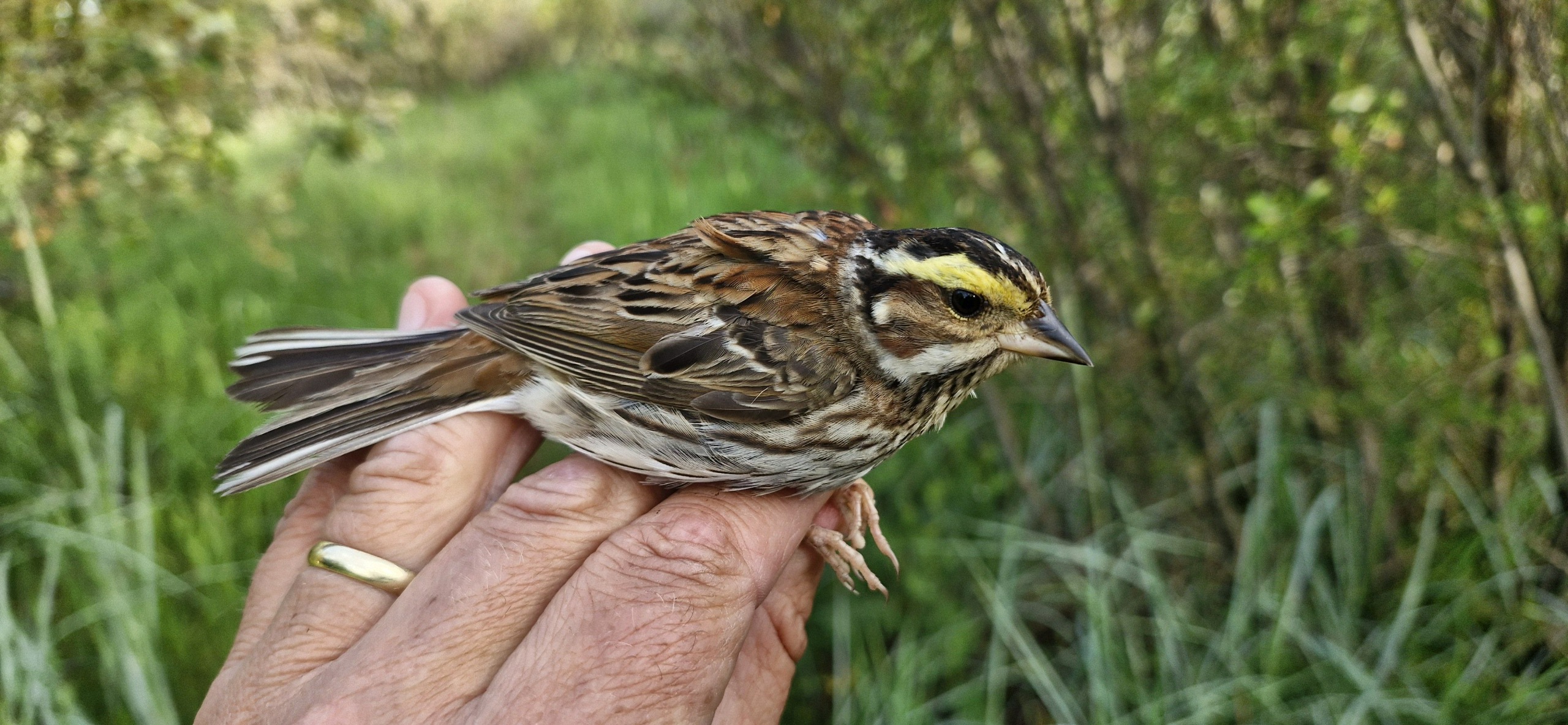 Siikajoella lenteli kultakulmasirkku – havaittiin Birdlifen mukaan Suomessa ensi kertaa