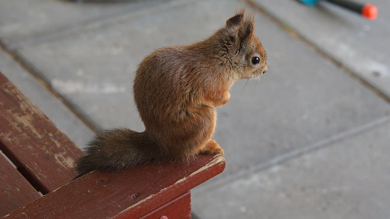Mitä miettii oravainen?