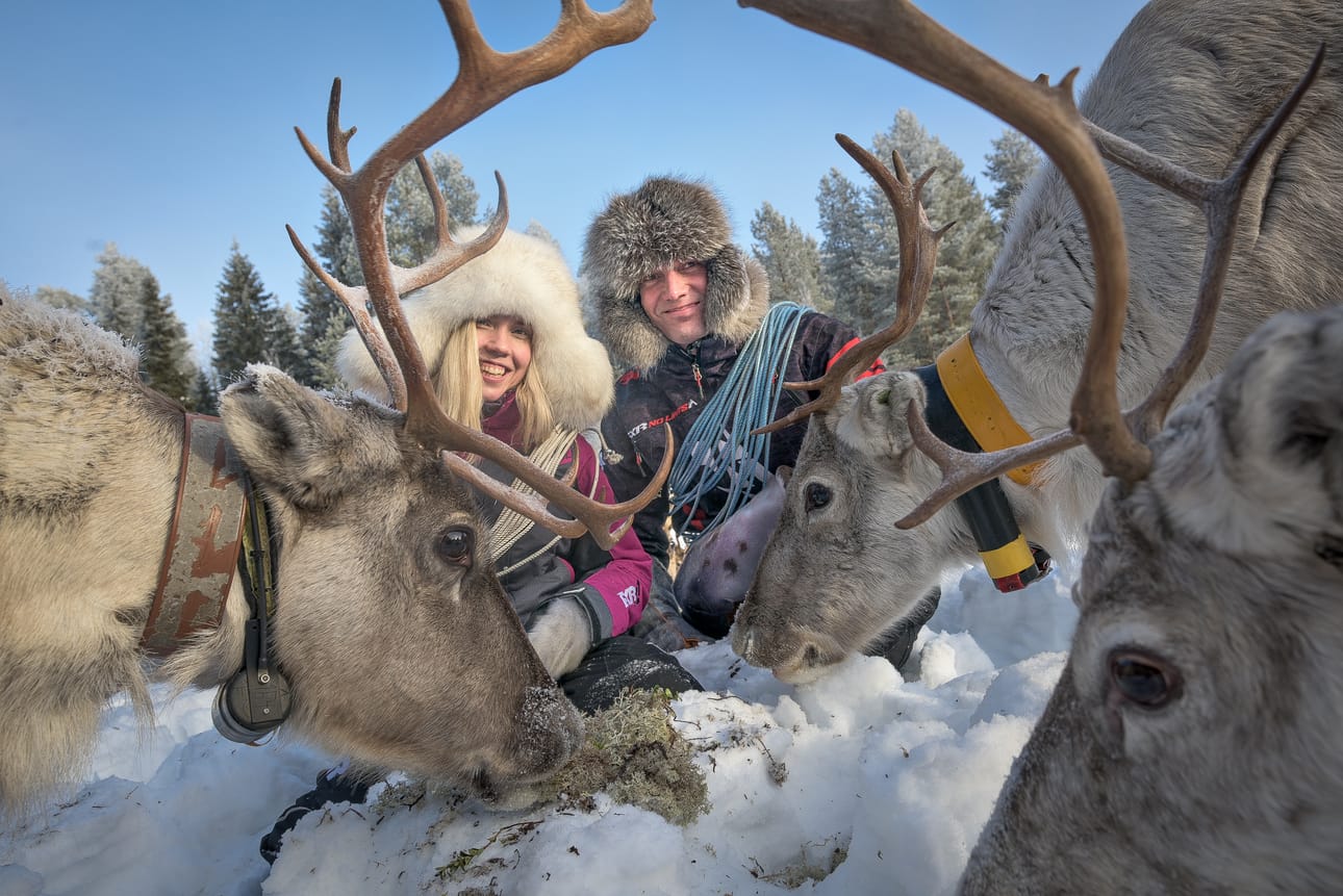 Juha Kujalan mukana pääsee porotilan aamurutiineihin. Satapäisen porotokan syöttäminen on elämys.