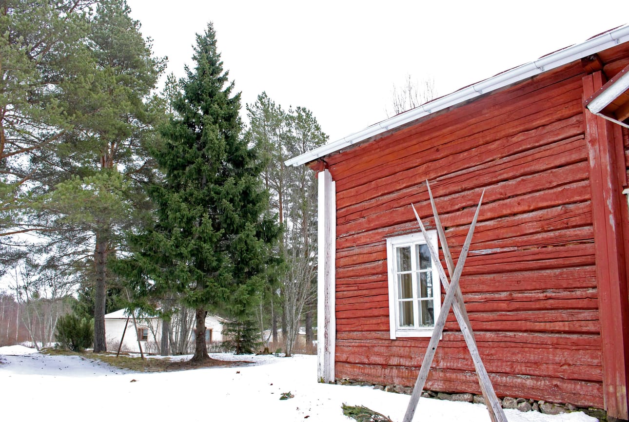 Juhlakuusia on istutettu myös Siikajokivarteen. Piipposen Juhani Kronqvistin kotipaikan lisäksi kuusi löytyy muun muassa Pulkkilasta Turulan pihasta.