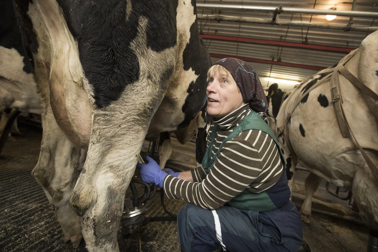 Hilkka Kestilä ehtii kyykistyä meölko monta kertaa yhden lypsyn aikana.