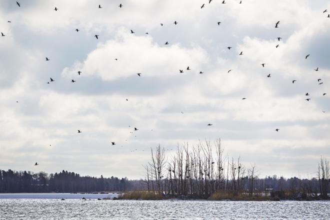 Merimetsot siirtyivät Onkikarilta Juckasgrynnanille. Eteläisen kaupunginselän vedenlaatua seurataan tänä vuonna entistä tarkemmin, sanoo Vaasan kaupungin ympäristötoimen johtaja Christer Hangelin. KUVA: SELMA PAAVOLA