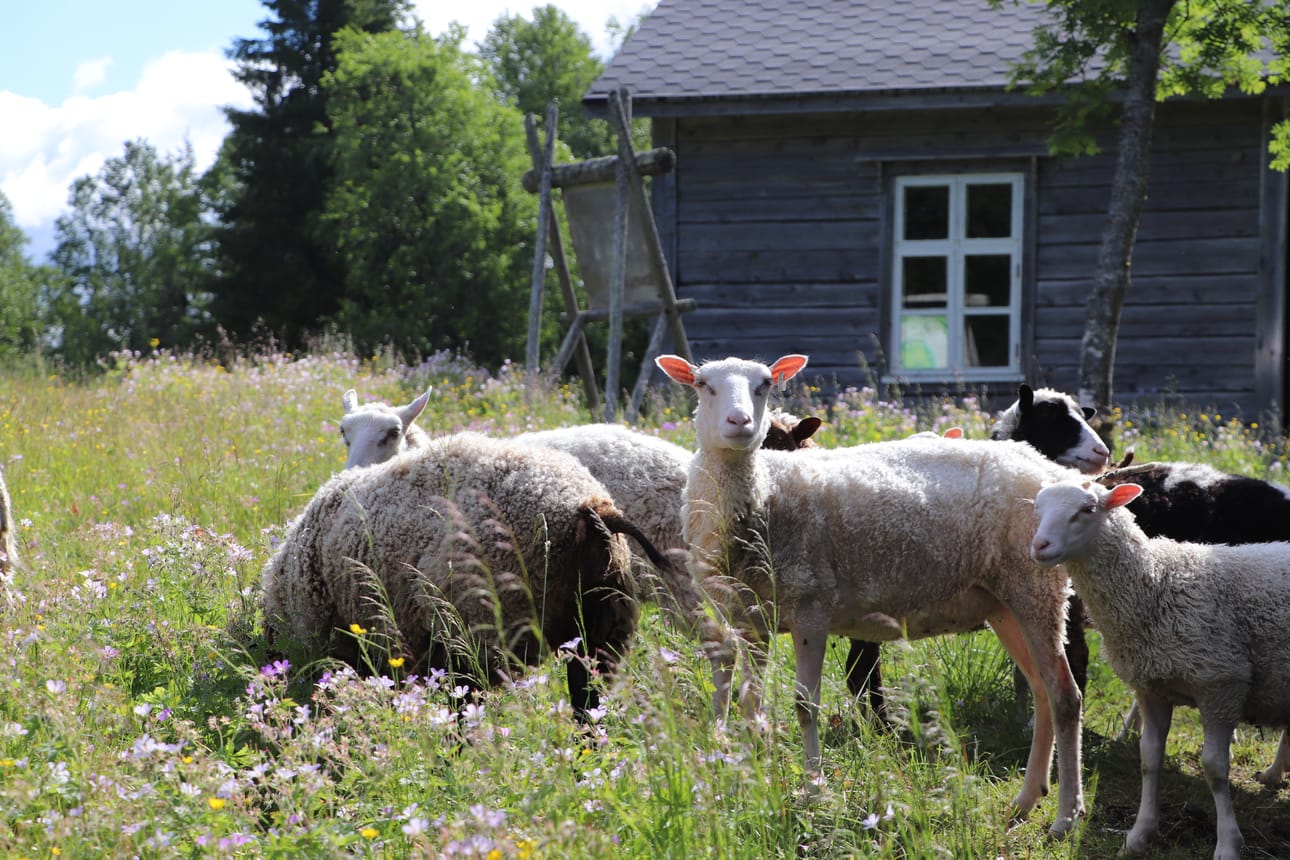 Lampaat ovat laiduntaneet Ryytivaaran perinnemaisemaan kukkivan, monimuotoisen niityn.