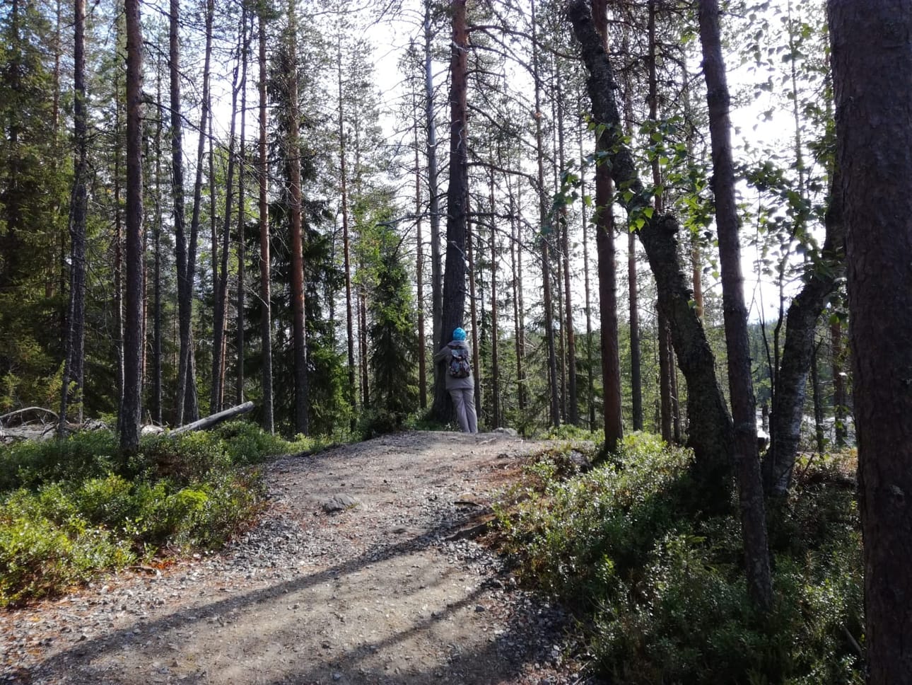 Puunhalailua Värikallion reitillä.
