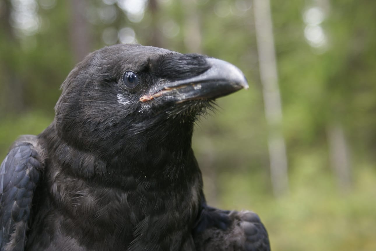 Posion jäteasemalla viihtyvät muun muassa korpit. Kuvituskuva.