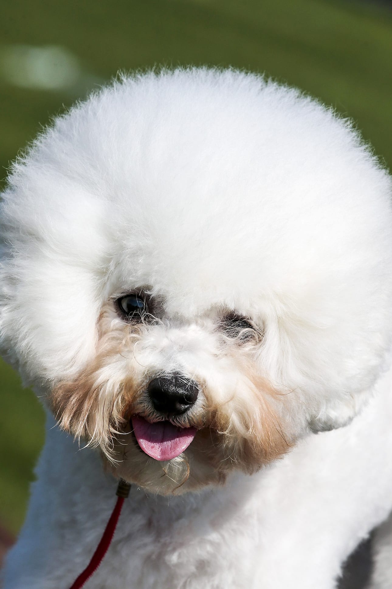 Vasta yhdeksän kuukautta vanha bichon frisé Bertta oli ensimmäistä kertaa näyttelyssä ilman koirakavereitaan.