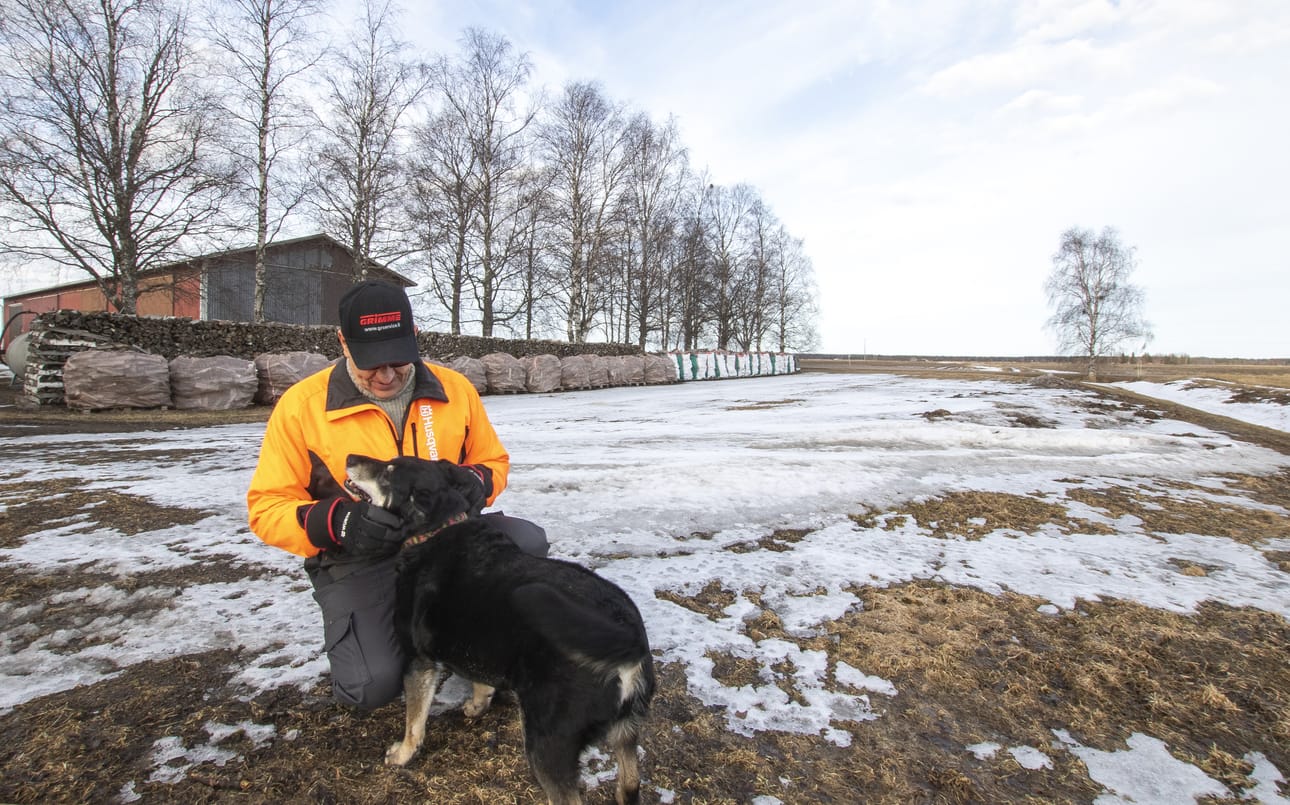 Pihatietä reunustaa halkomuuri. Eero Uutinen kehaisee, ettei yksikään pino ole koskaan kaatunut. – Sen olen kantapään kautta oppinut.