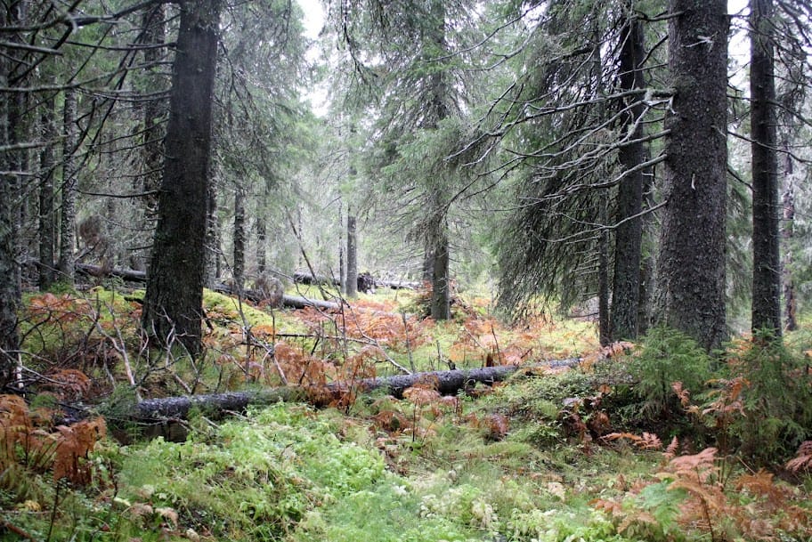 Vaara-Kainuun kansallispuistoesitys esillään tänään Puolangalla.