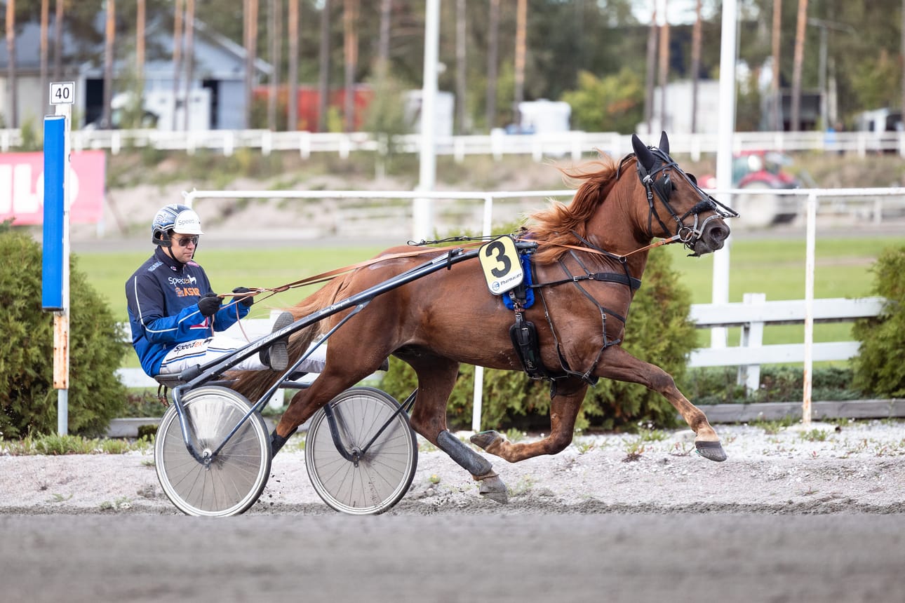 Antti Ojanperä ohjasti Alarik Huikean kolmanneksi kylmäveristen PM-kisoissa.