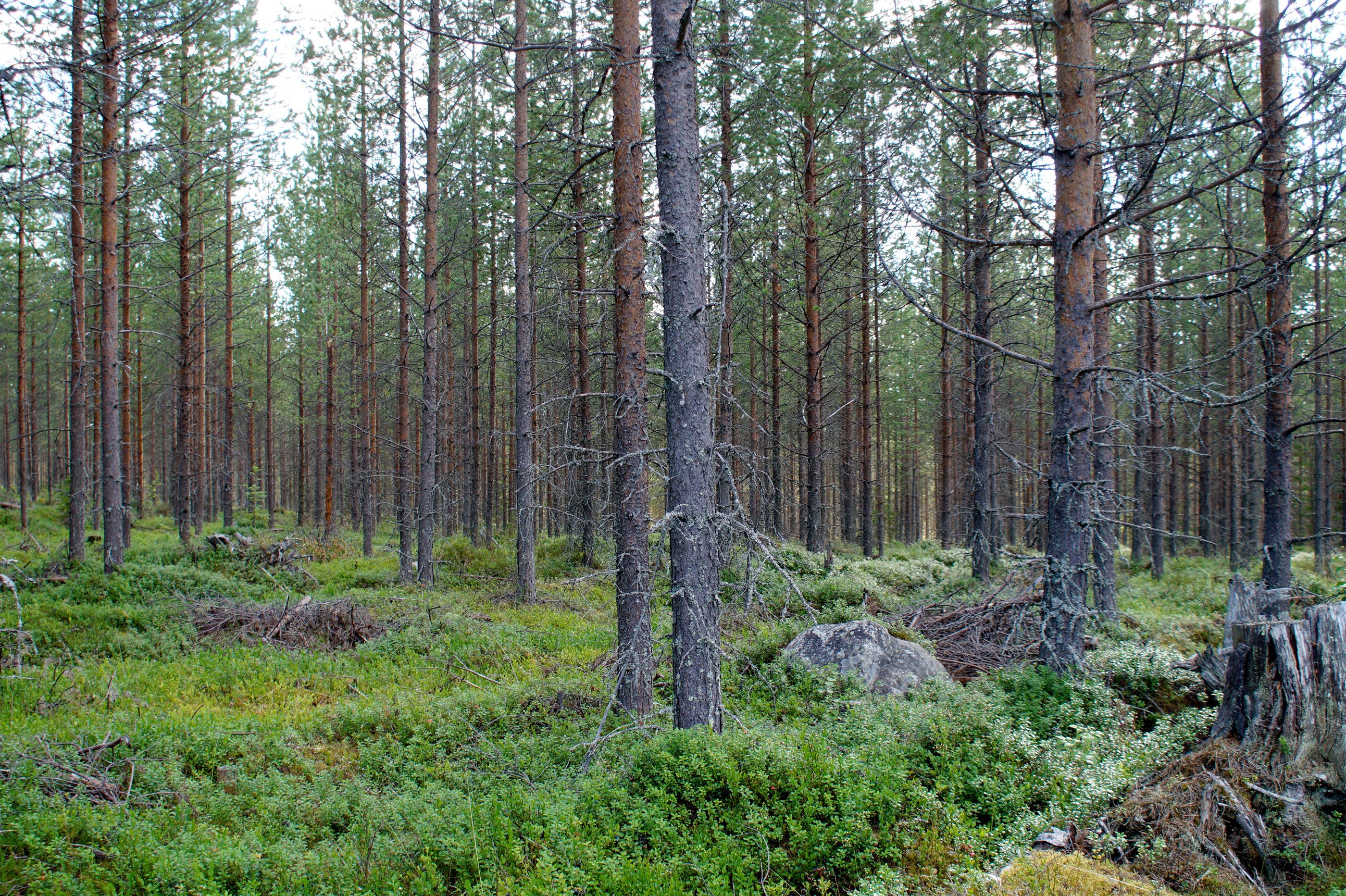 Kilpailu Pudasjärven puusta kiihtyy – uusi ostaja aloittamassa