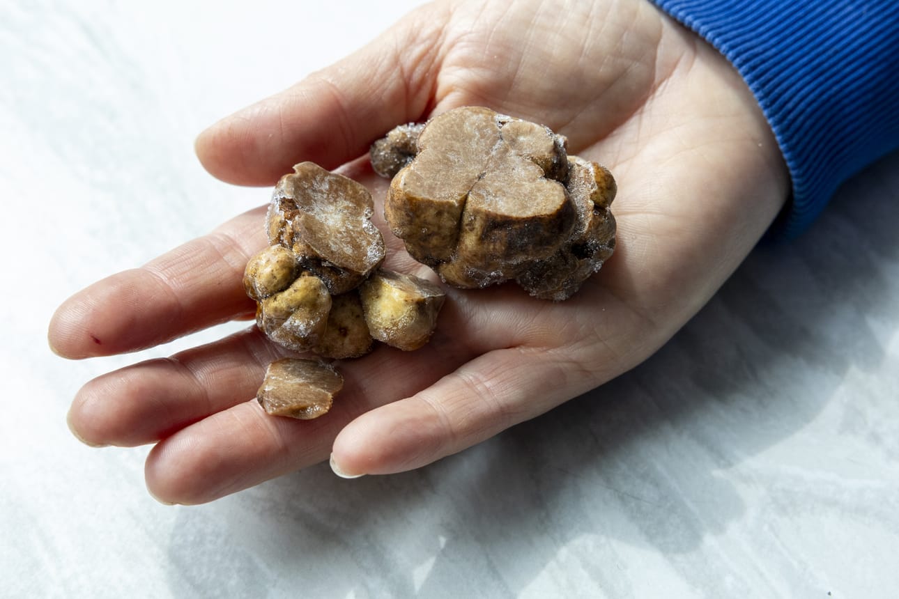 Tryffeleitä käytetään ruoanlaitossa eritoten maustamiseen.