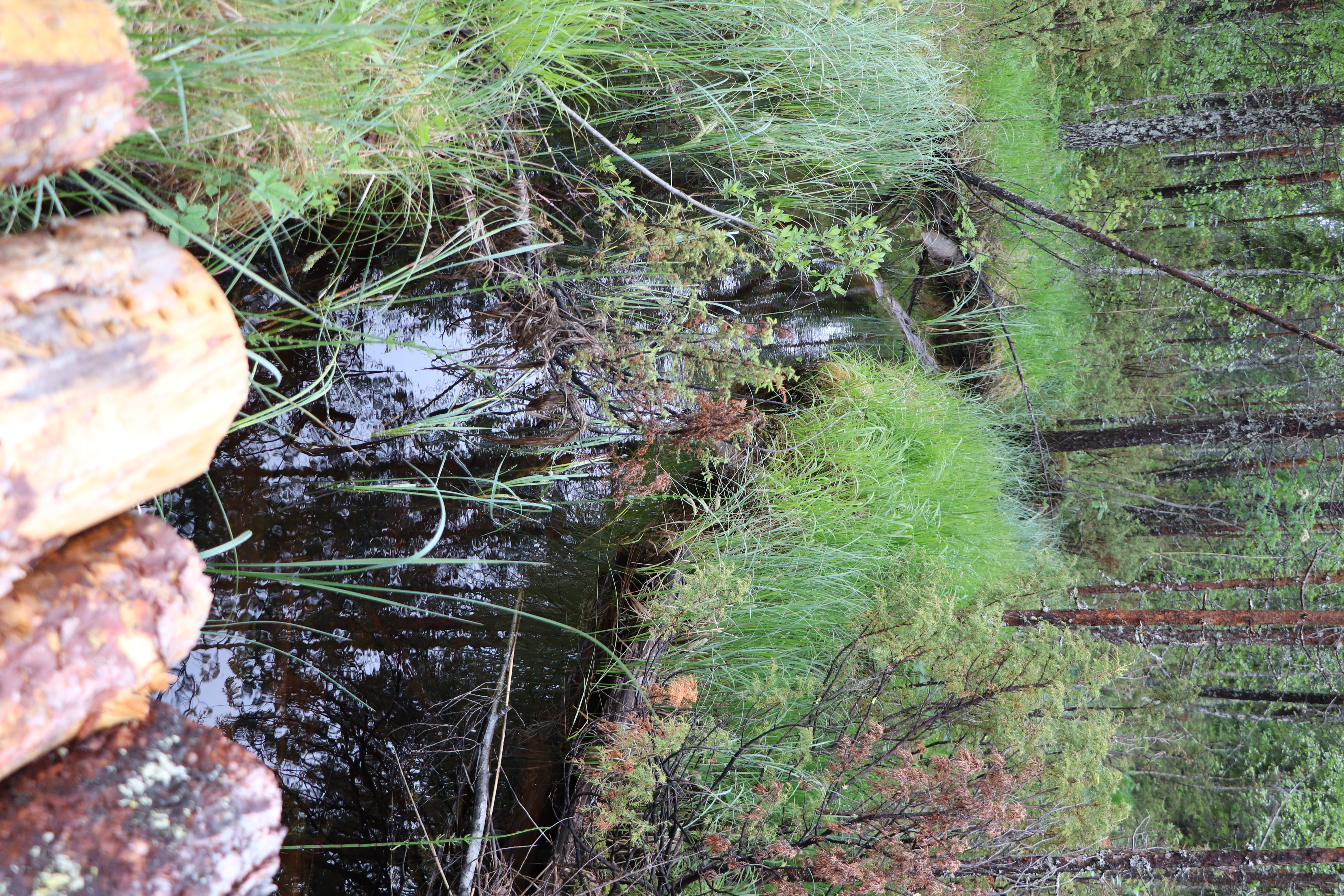 Kannustusta hyvään metsän- ja luonnonhoitoon